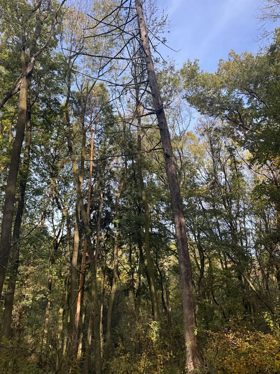 Fotka 14 z 18
